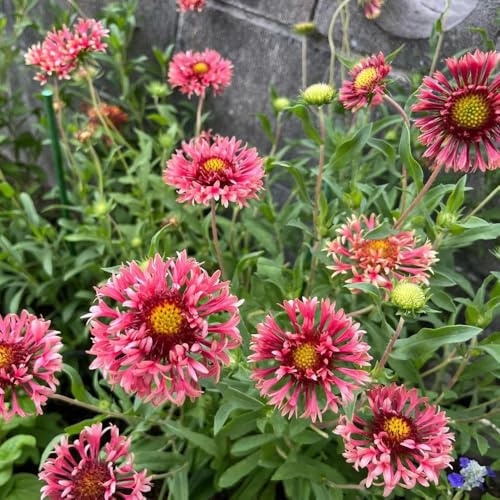 GaillardiaSamen, bio Kokardenblume, wildblumensamen geschenke für gartenliebhaber blumensamen blumenwiese für sonnige plätze 150Samen