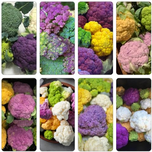 wilder blumenkohl - zimmerpflanzen bio winterharte balkonpflanzen indoor kräutergarten wildkräuter pflanzendeko gemüsesamen alte sorten heilkräuter gemüsepflanzen kräutersamen balkon 40samen