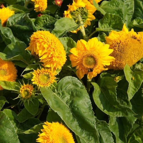 Sonnenblumen, blumenwiese stauden winterhart mehrjährig bonsai zimmerpflanzen alte sorten bio wohnzimmer deko blumensamen geschenk schmetterlingswiese gartendeko für draußen 450Samen
