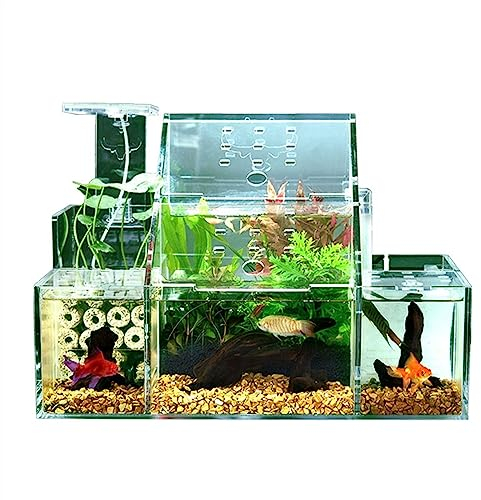 HASMI Ökologische Aquarium-Desktop-Zucht, Schlüpfen, spezielle Aquarium-Isolationsbox, zirkulierende Wasserfiltrationspumpe, Heimbüro-Aquarium-Dekoration