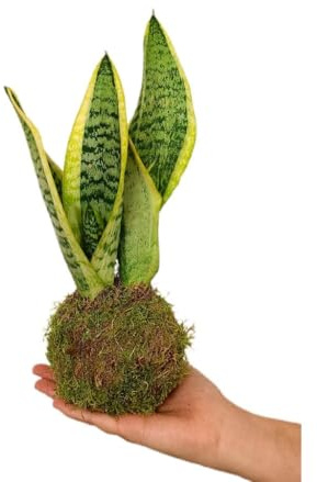 Garden Center Shop | Kokedama Sansevieria 15 cm | Lengua de Suegra en Bola de Musgo | Decoración Botánica de Bajo Mantenimiento | Estilo Premium Interior | INCLUYE GUÍA DE CUIDADOS