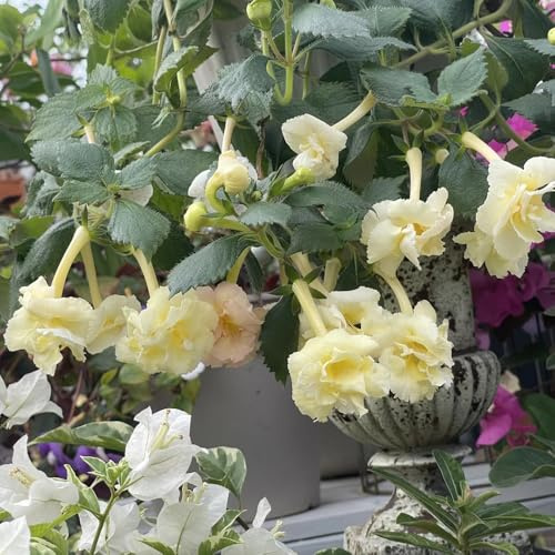 semi di achimenes, biologici giardino balcone esotiche perenni resistenti 30pcs