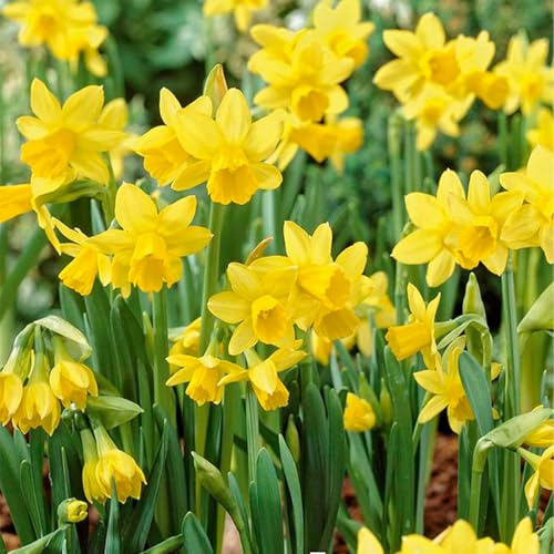 Bloomique - Mix di 25 - Narcissus ‘Tête-à-Tête’ - Narcisi nani - Bulbi - Fioritura primaverile - Perenni - Cresce fino a 15-20 cm