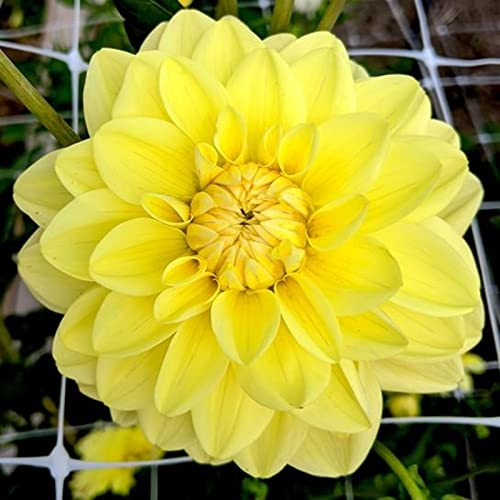 Pompon Dahlie, MysteriöSe Magische GlüHbirne, Winterhart Zwiebeln, Einfach Zu ZüChten, Dahlien Knollen MehrjäHrig, Seltene Pflanze, Dahlien Zwiebeln, 2zwiebeln-A