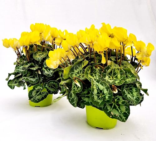 POWERS TO FLOWERS - CICLAMINO COLOR LIFE GIALLO, 6 PIANTE, VASO 12CM DIAMETRO, piante vere
