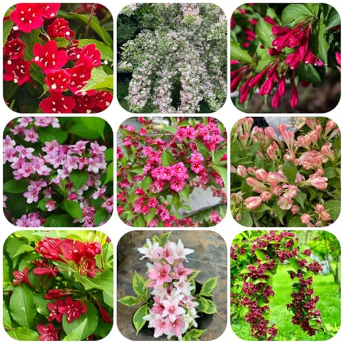 semi resistenti di weigela, arbusti resistenti, tappeto weigela semi perenni giardino roccioso, decorazione 60pcs