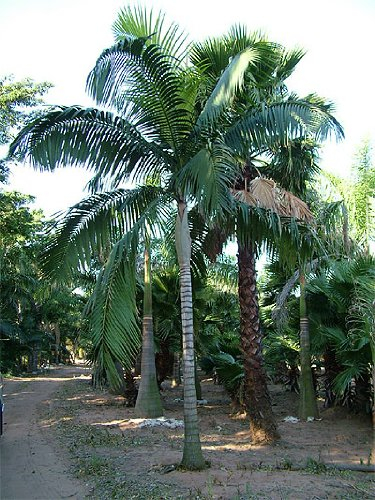 Archontophoenix alexandrae - Alexandra Palme 10 Korn - Palmensamen