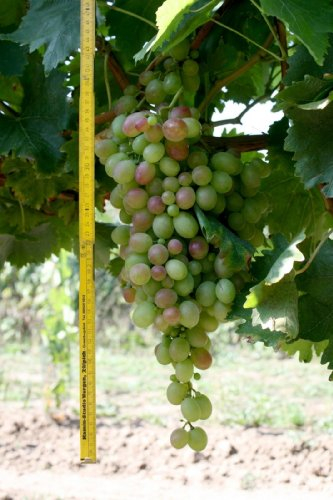 Vitis vinifera Weinrebe Kourgan Rose - rote Weinrebe Tafeltraube