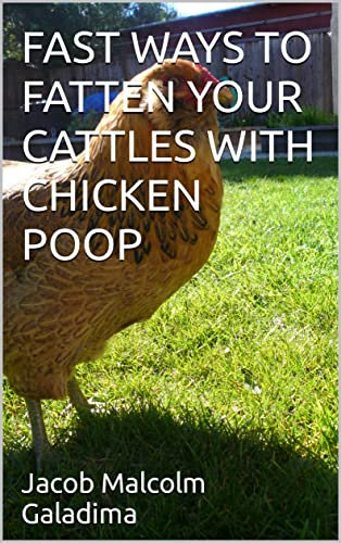 FAST WAYS TO FATTEN YOUR CATTLES WITH CHICKEN POOP