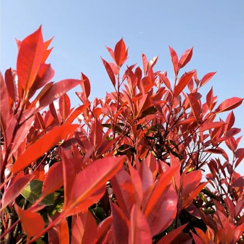 Semillas de níspero y petirrojo, arbustos resistentes perennes Semillas de seto de níspero rojo, Las de jardín son perennes resistentes 800pcs