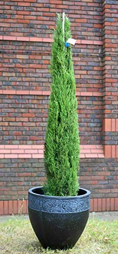 Cipresso toscano Cupressus sempervirens Totem pianta sempreverde in vaso ø28 cm h. 140/160 cm circa Vivaio di Castelletto