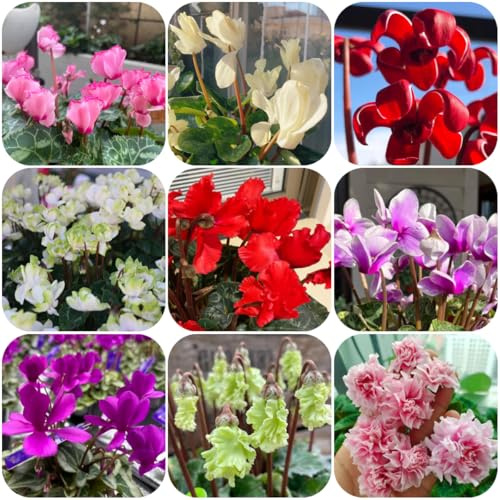 semi resistenti di ciclamino da giardino, appartamento di ciclamino to perenni, decorazione autunnale di recisi, 20pcs