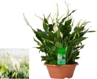 POWERS TO FLOWERS - SPATIFILIUM CIOTOLA VASO 23CM DIAMETRO, SPATIFILLO XXL, pianta vera