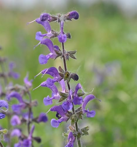 Wiesensalbei Mittsommer - Salvia pratensis - lebende Gartenpflanze aus den Baumschulen