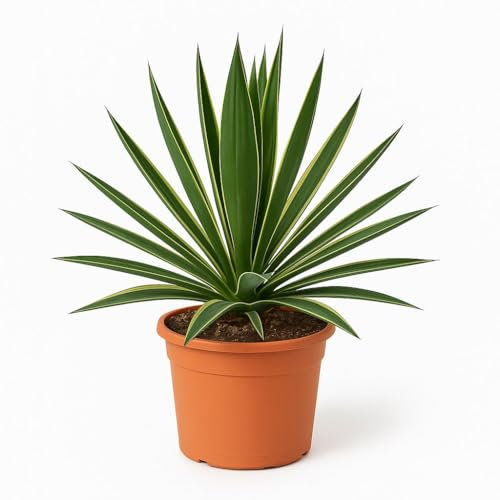 Special Trendypplants - Yucca Gloriosa Variegata - Pianta da giardino - Altezza 40-60 cm - Dimensioni del vaso Ø24 cm