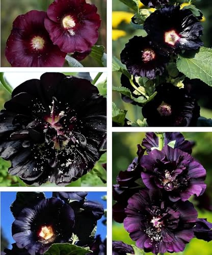 Black Hollyhock Seeds - 5g Heirloom Seeds for Planting Alcea rosea - Great for Gothic Gardens, Open Pollinated Biennial that Attracts Pollinators