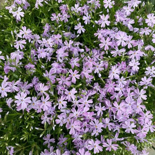 Semillas de Phlox de alfombra, Variedades antiguas semillas de flox subulata, de jardín de rocas resistentes resistentes 200pcs