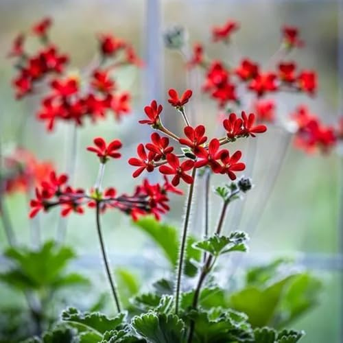 geranien hängend - pelargonium - gartendeko für draußen kräuterpflanzen bodendecker blumensamen mehrjährig winterhart balkonpflanzen ausgefallene geschenke kletterpflanzen 60samen