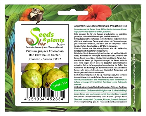 Stk - 15x Psidium guajava Colombian Red Obst Baum Garten Pflanzen - Samen ID157 - Seeds & Plants Shop by Ipsa