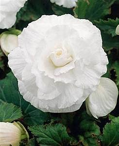 10 semi di Fiori Doble Begonia