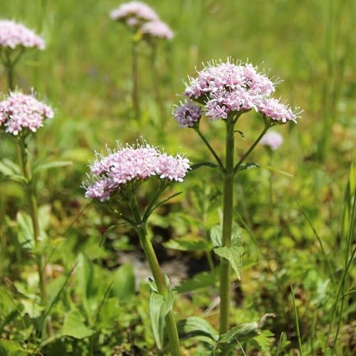 Vivai le Georgiche - Pianta vera di Valeriana officinalis - vaso Ø 14 cm