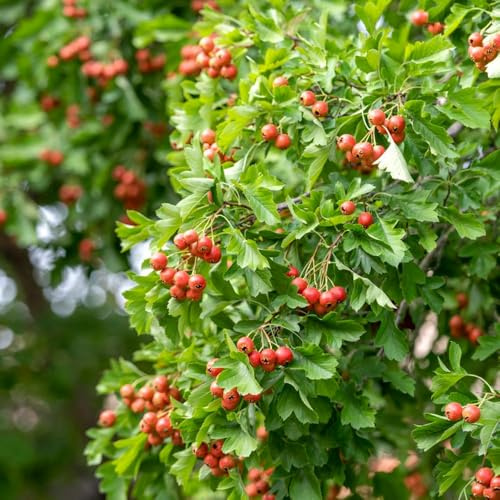 semi di spino - alberi da giardino per uomini, colonnario resistente, balcone resistente letto elevato per balcone semi 120pcs