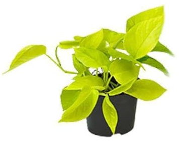 Efeutute Epipremnum Golden Pothos – Ø12cm x H15cm – Herzförmige Blätter mit goldgelber Zeichnung – Pflegeleichte Zimmerpflanze – Für Halbschatten