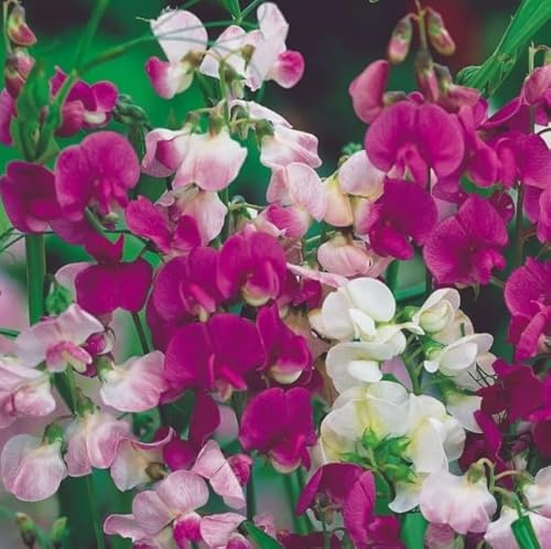 1 Pack of 15 SEEEDS Everlasting Sweet Pea Mixed