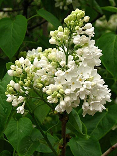 Weißer Flieder Syringa vulgaris alba Pflanze 5-10cm Fliederstrauch Rarität