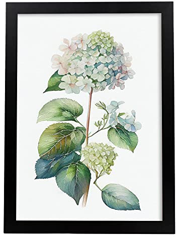 Nacnic Ortensia Poster in stile acquerello Fiore Pianta Illustrazione minimalista botanica Sfondo bianco Stampe artistiche per la interni di casa soggiorno Modello 4 A4 con cornici nere