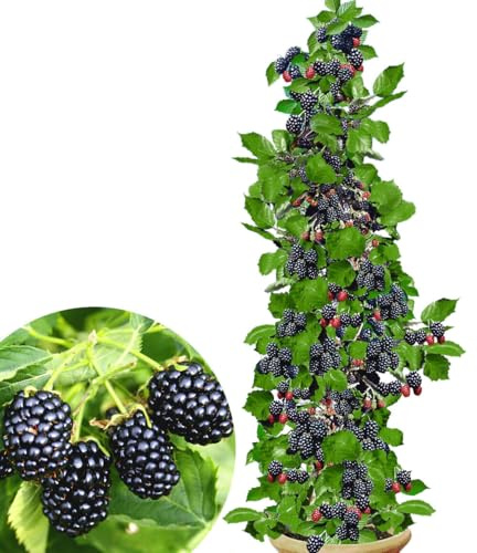 BALDUR Garten 3x Säulen-Brombeere Navaho® Big&Early, Pflanzen im 2 Liter-Topf, leckere, extra große Beeren, ideal für kleine Gärten, Balkon & Terrasse, robust, ertragreich & selbstfruchtend