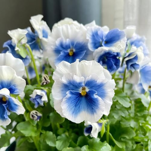 viola cornuta - Copertura giardino del balcone semi tagliati resistenti 300pcs