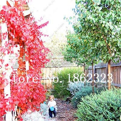 Ponak Nuovi semi di foglie di edera rampicante da 100 pezzi per un bellissimo giardino rosso 1