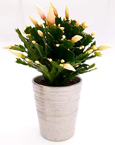 POWERS TO FLOWERS - SCHLUMBERGERA BIANCA IN VASO CERAMICA ARGENTO, Vaso 13cm, Natalina, Pasqualina, Rhipsalis, pianta vera