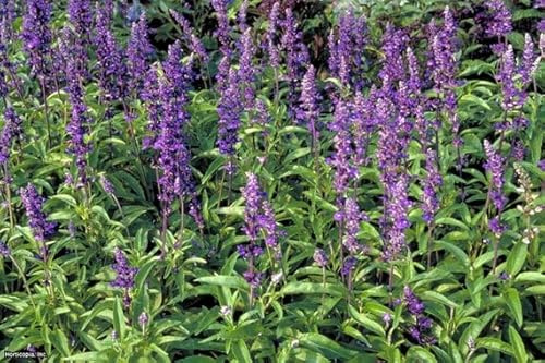 Chia (Salvia Hispanica)- 250 Seeds by OrginBud
