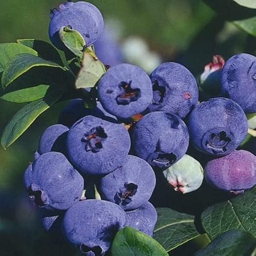 Myrtille Tardive Darrow 1L - Plante de Jardin, Arbres fruitiers - la Décoration Parfaite pour Votre Propriété - Pour les Débutants et les Jardiniers Professionnels