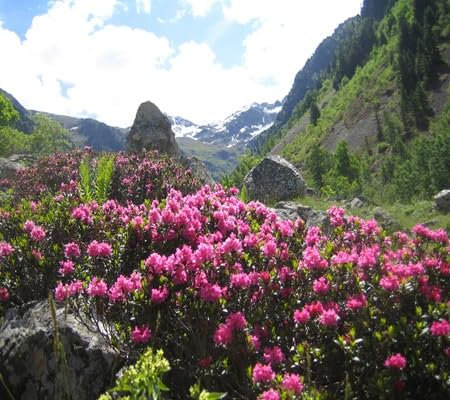 100pcs of Rhododendron Flower Seeds