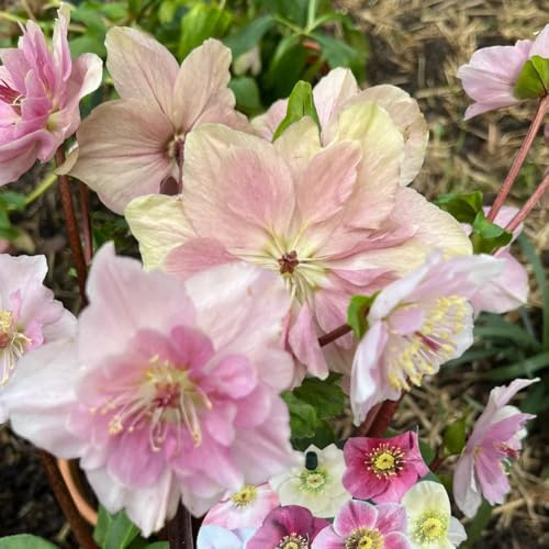 christrose christrosen, wildblumen balkonblumen, schnittblumen exotische winterhart balkon 125samen