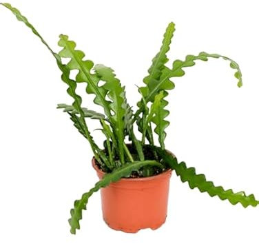 Cactus Espina de Pescado Natural Descubre la Belleza de Epiphyllum Anguliger