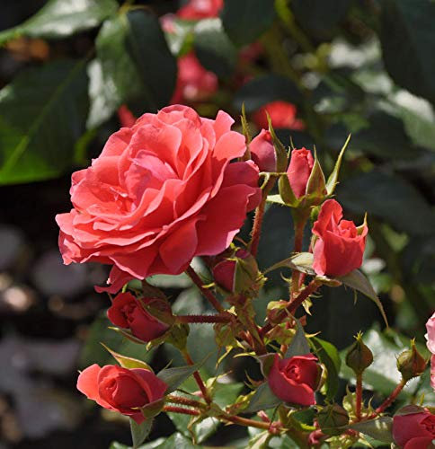 Hochstamm Rose Cherry Girl 60-80cm - lebende Gartenpflanze aus den Baumschulen
