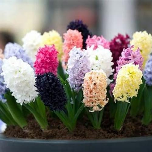 Hyacinthus Bulbs. Wedding Flowers,Garden Flowers,Ornamental Flowers,Hardy Perennial-2 Bulbs