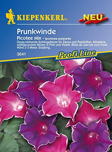 Kiepenkerl, Prunkwinde, Ipomoea purpurea Picotee Mix