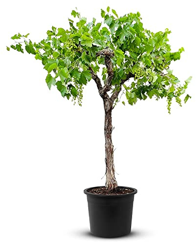 Tropictrees Vigne - Vitis Vinifera | Vigne demi-tige Moscatel d'une hauteur de 200 cm et d'une circonférence de 20-30 cm | pot de 45 cm de diamètre inclus