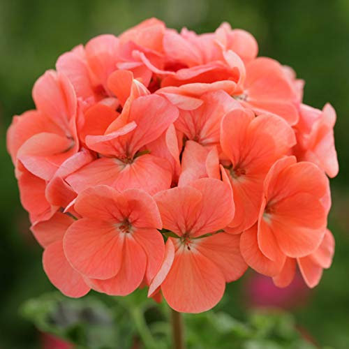 Geranium F1 Horizon Deep Salmon Pelargonium Large Plug Plants x 6
