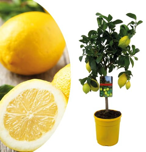 Plant in a Box - Citrus Limon - Zitronenbaum - Echter zitronen essbar - Topf 19cm - Höhe 60-70cm