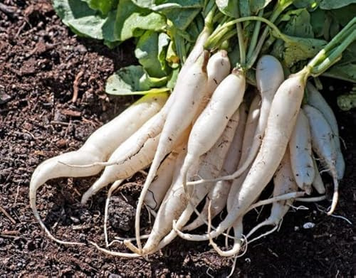 1200 White Icicle Radish Seeds for Planting 14+ Grams Heirloom Non GMO Garden Vegetable Bulk Survival