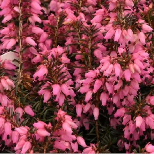 Winterheide 'Rot' - Erica carnea 'Rot' - 10-12 cm - Topf - Winterblühende Gartenpflanze für Beet