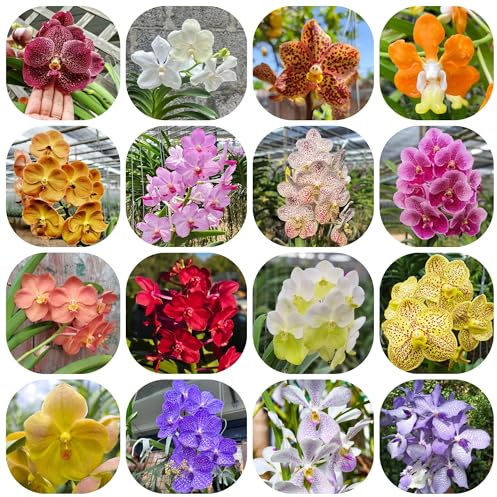 semi pendenti dell'orchidea Vanda, tappezzanti resistenti, da balcone da giardino 500pcs