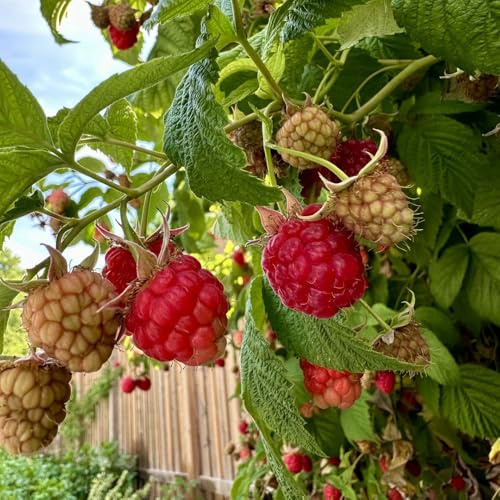 lampone semi colonnari decorazione semi giardino interni colonnari giardino organico 100pcs