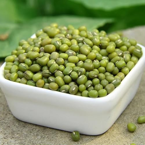 frijoles mungo - frijoles mungo semillas de hortalizas resistentes judías verdes Camas elevadas el jardín decoraciones de jardín exteriores 60semillas